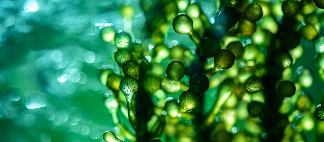 Akademik | Eskişehir Osmangazi Üniversitesi